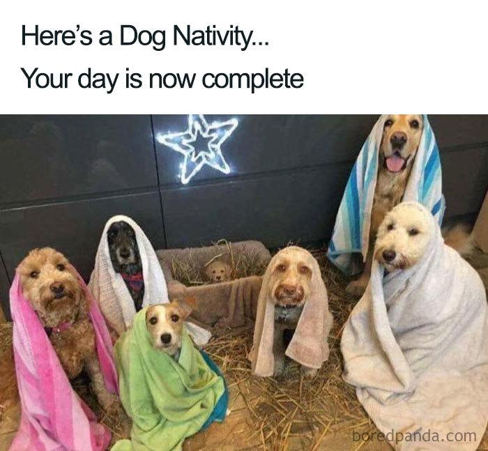 Cute Christmas Dog Meme