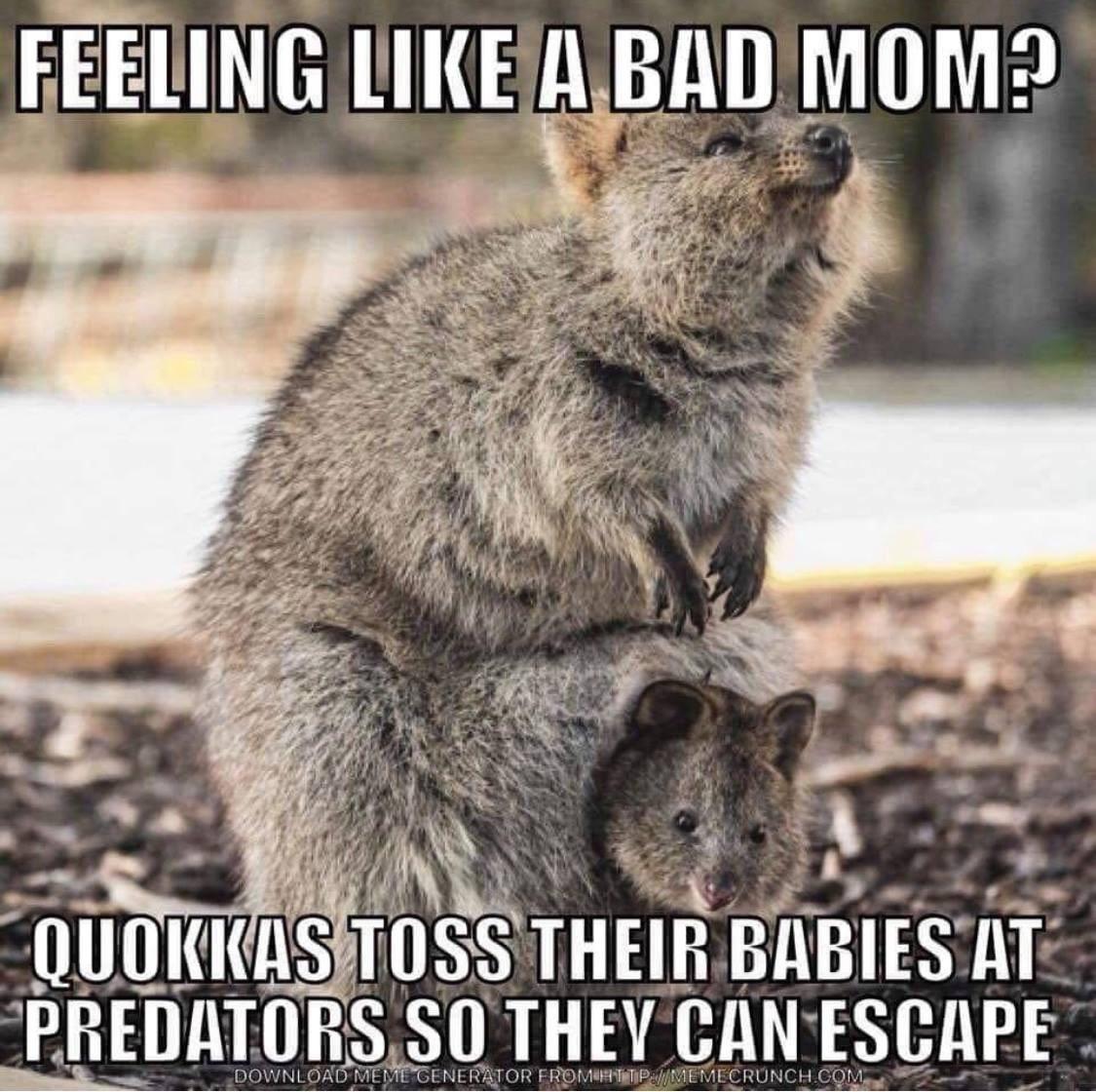 Quokkas parenting skill